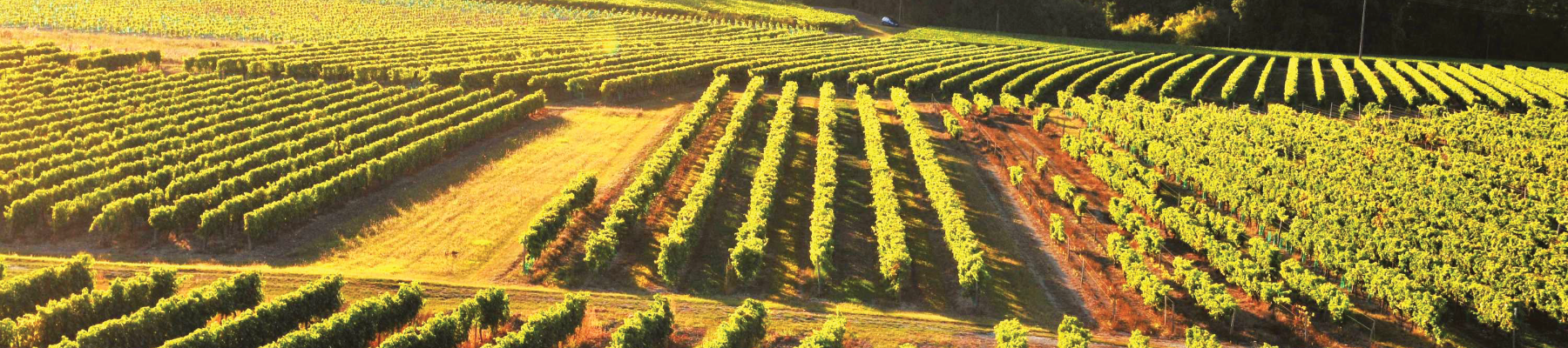 Vendanges
